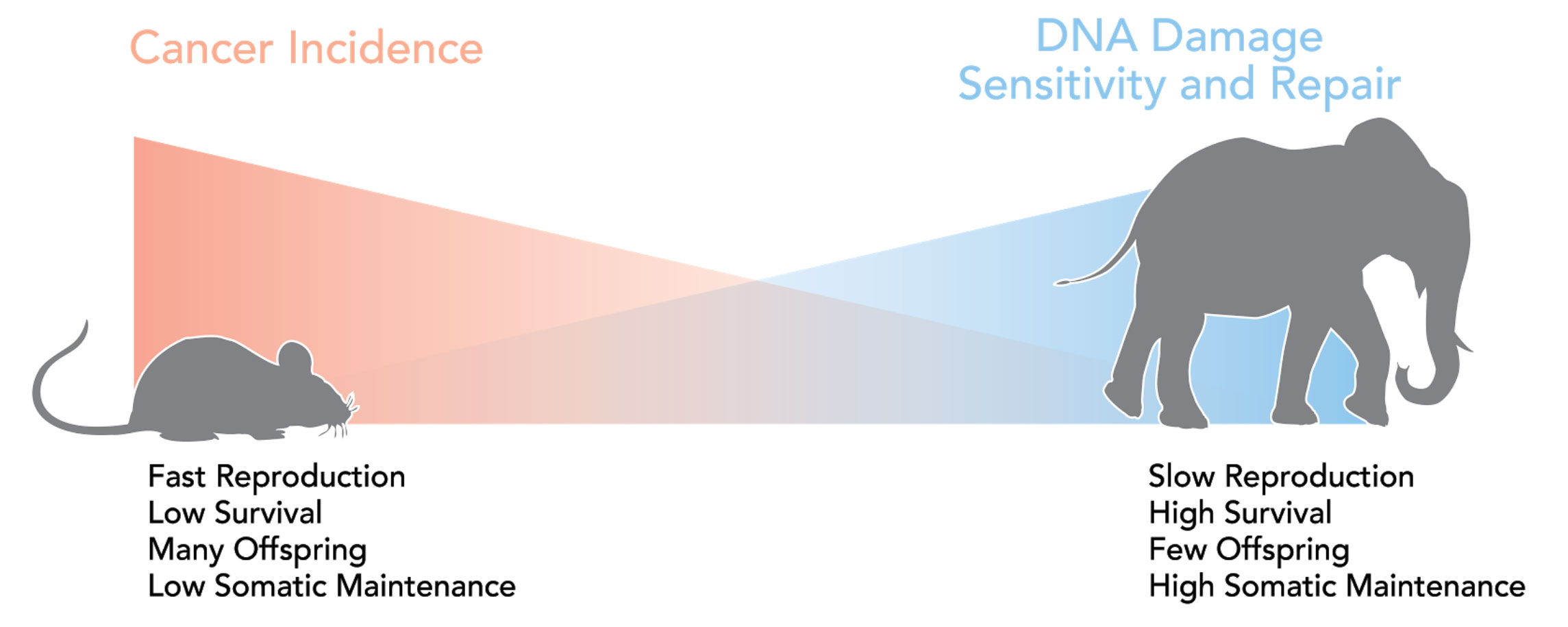 Organismal Evolution And Cancer Defenses Arizona Cancer Evolution Center