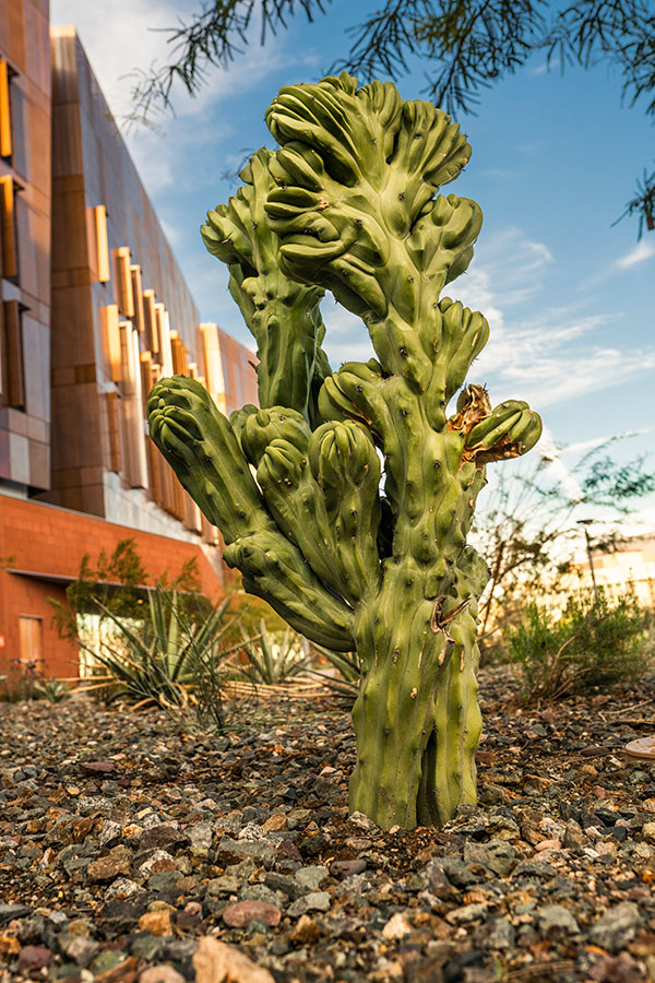 ASU cactus garden