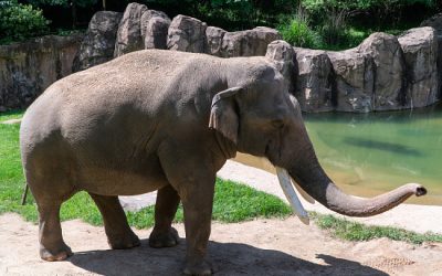 Why Asian elephants get more cancer and infectious diseases than African elephants