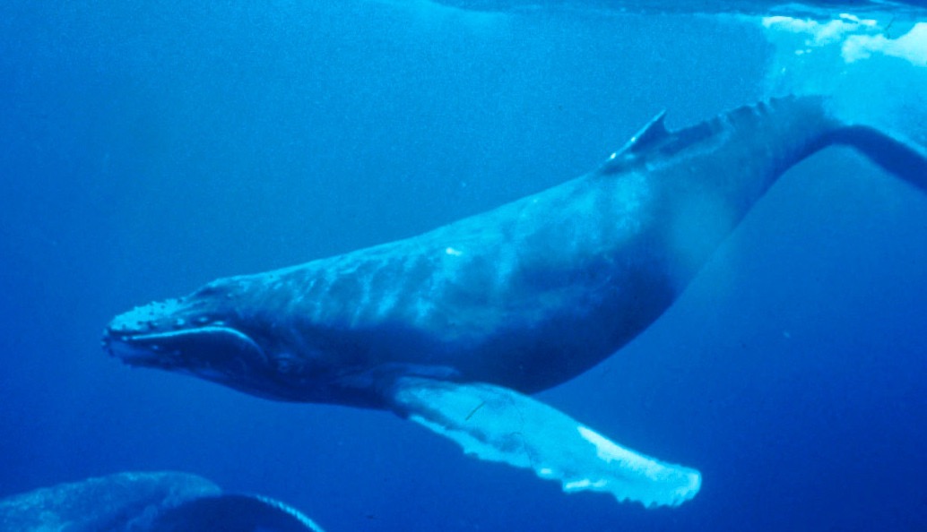 Return to the sea, get huge, beat cancer: an analysis of cetacean genomes including an assembly for the humpback whale (Megaptera novaeangliae)