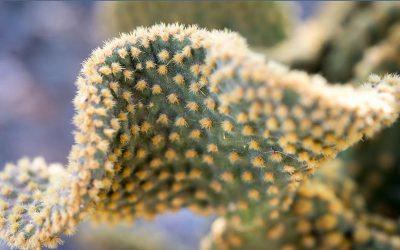 ACE Supported Cancer Cactus Garden Now Open