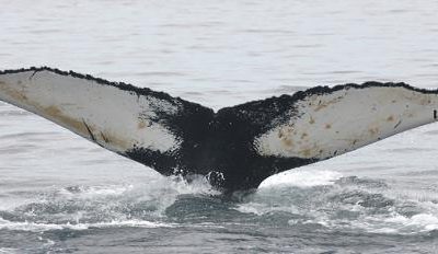 Why whales don’t get as much cancer: clues for human disease